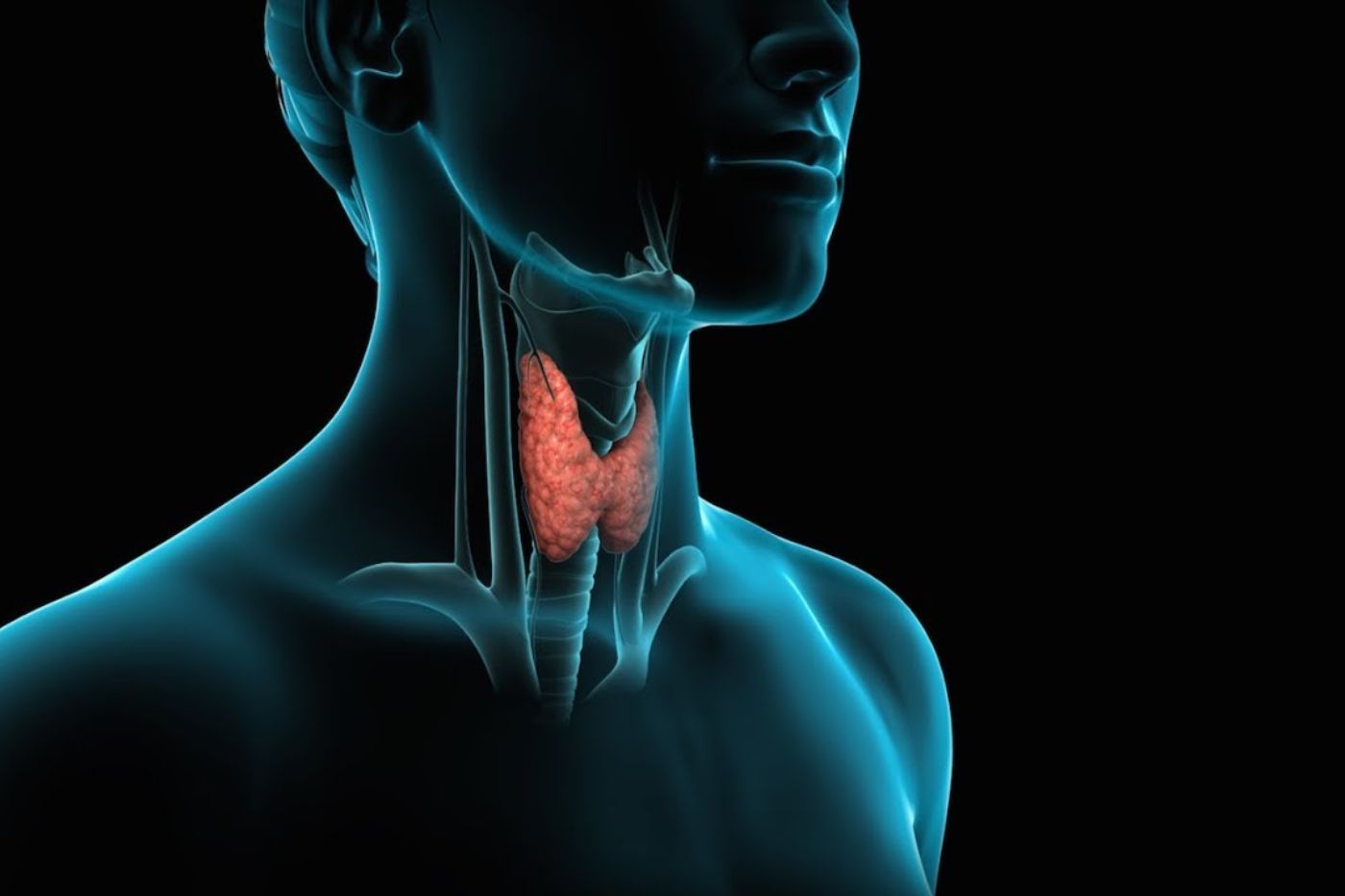 Thyroid Disorders: A Comprehensive Guide