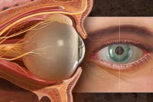 Eye Anatomy: A Deep Dive into the Human Eye