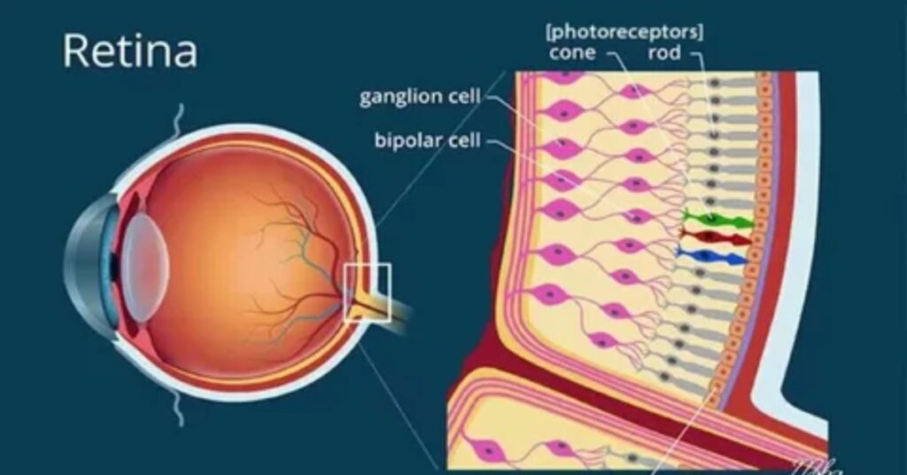 Exploring the Retina and Its Functions