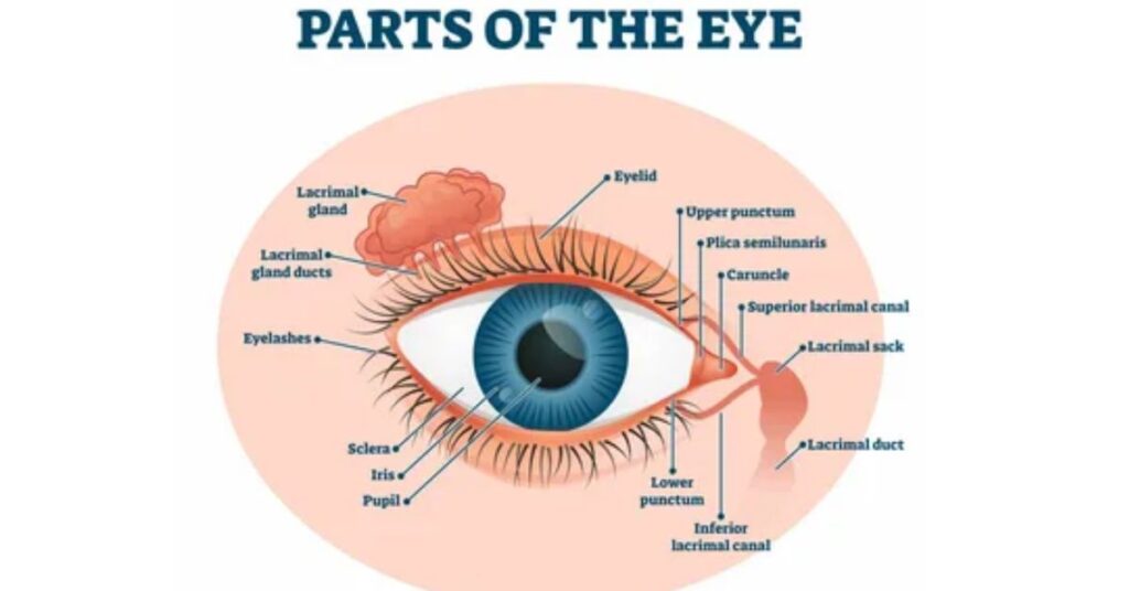 Eye Parts and Their Functions