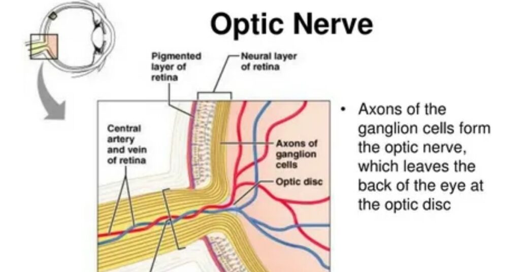 The Role of the Optic Nerve